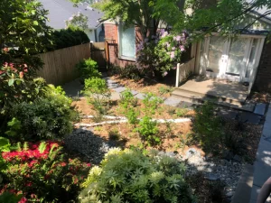 Sustainable backyard garden with native plants and stone pathways in Seattle home