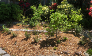 Sustainable garden bed with young shrubs and mulch in a residential yard