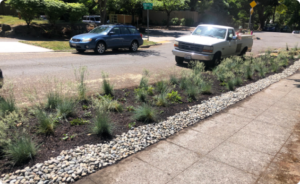 Sustainable urban rain garden with native plants and river rocks along city sidewalk