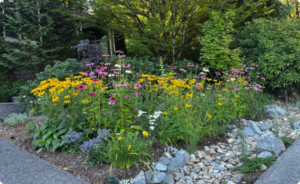 Colorful sustainable garden with yellow and pink flowers surrounded by rocks and greenery