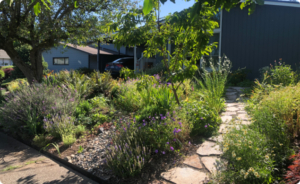 Sustainable native garden with stone pathway and diverse plants in front yard