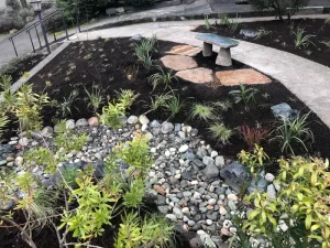 Sustainable landscaped garden with a dry riverbed, stone bench, and young plants in a curved walkway area