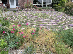 Front yard labyrinth garden with flowers and low ground cover plants in Seattle home landscape