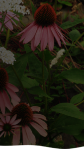Purple coneflowers and white flowers in a sustainable garden