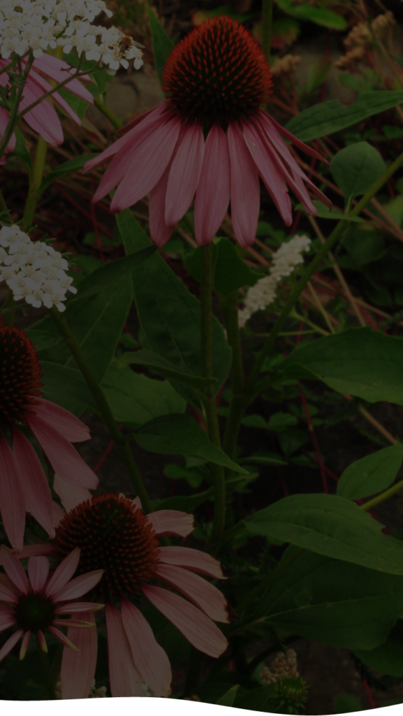 Purple coneflowers and white flowers in a sustainable garden