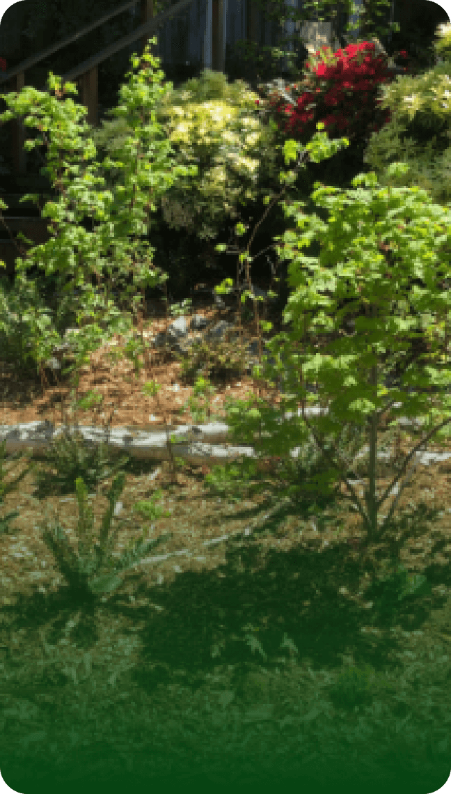 Queen Anne Native Forest Yard, Creek, & Beach Scene