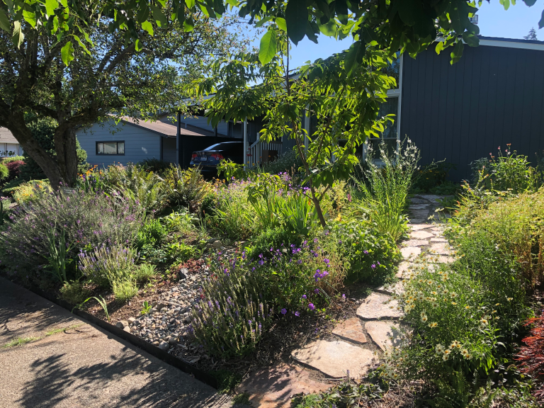 Sustainable front yard garden with native plants and stone pathway in Seattle home