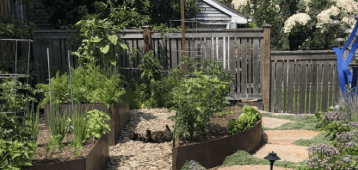 Raised garden beds with vegetables in a sunny backyard with wooden fence