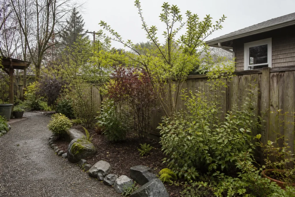 Mature mixed plant screen beside an open garden path in a Seattle yard